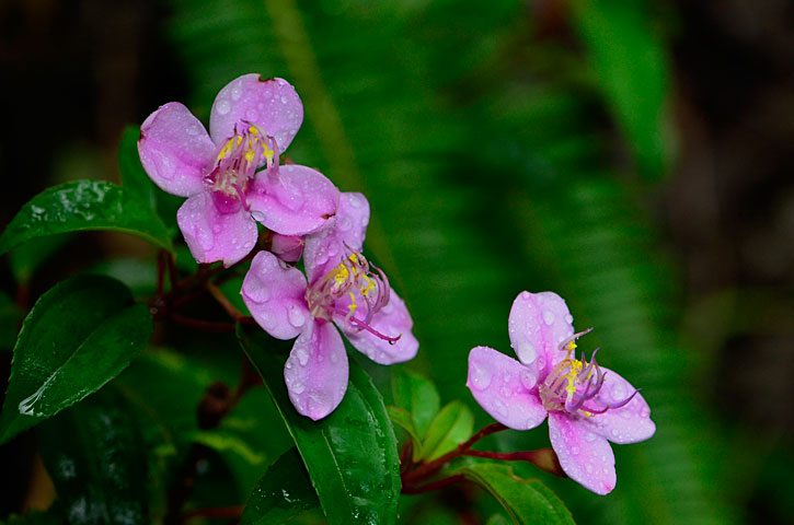 コバノミヤマノボタン