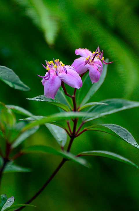 コバノミヤマノボタン