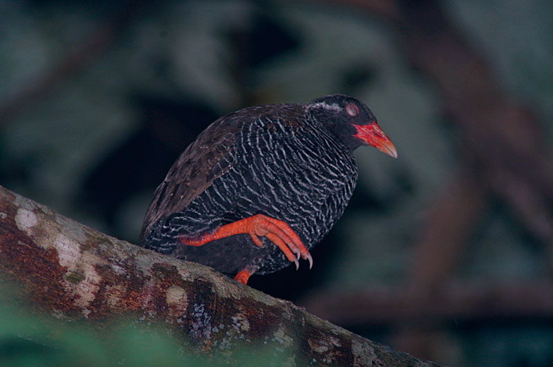 ヤンバルクイナ