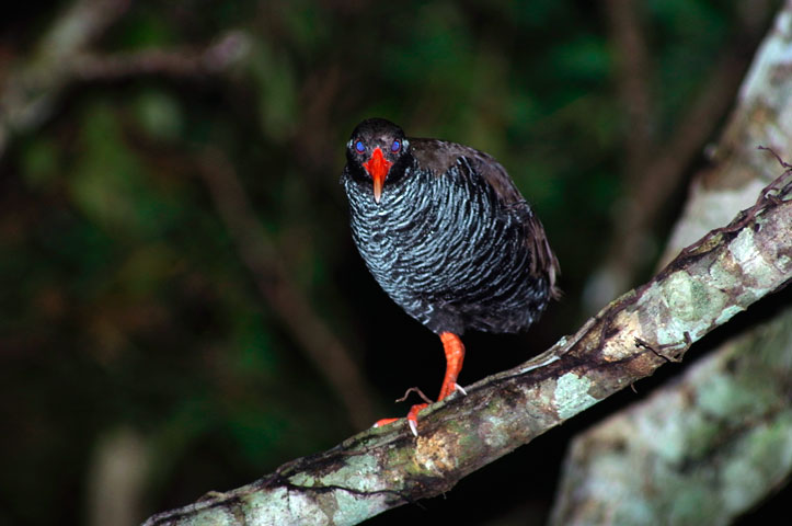 ヤンバルクイナ