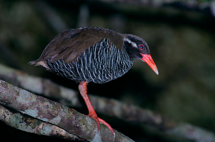 ヤンバルクイナ