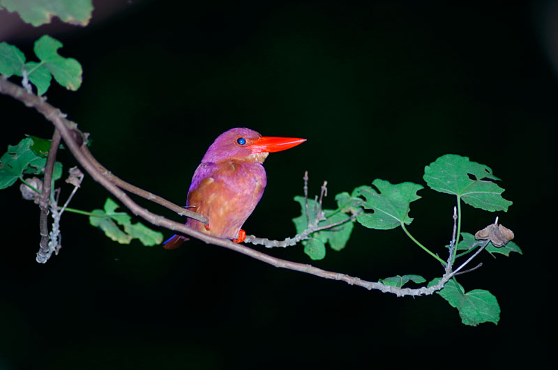 リュウキュウアカショウビン