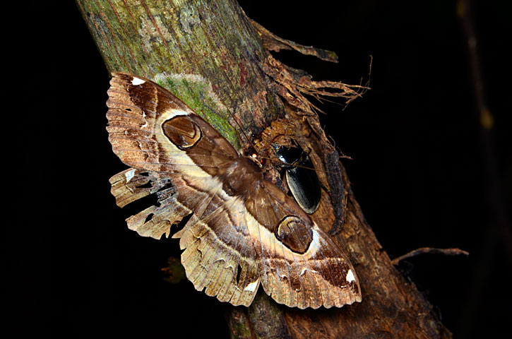 オオトモエとオキナワヒラタクワガタ