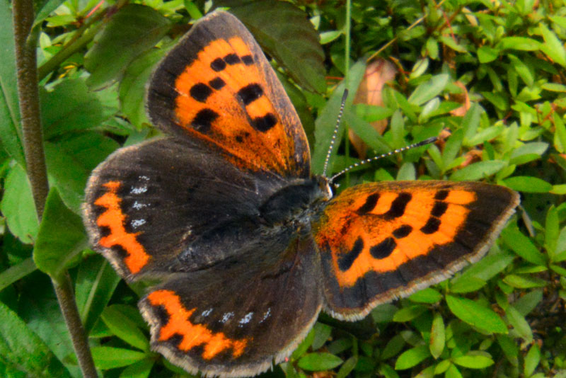 ベニシジミ（トリミング）
