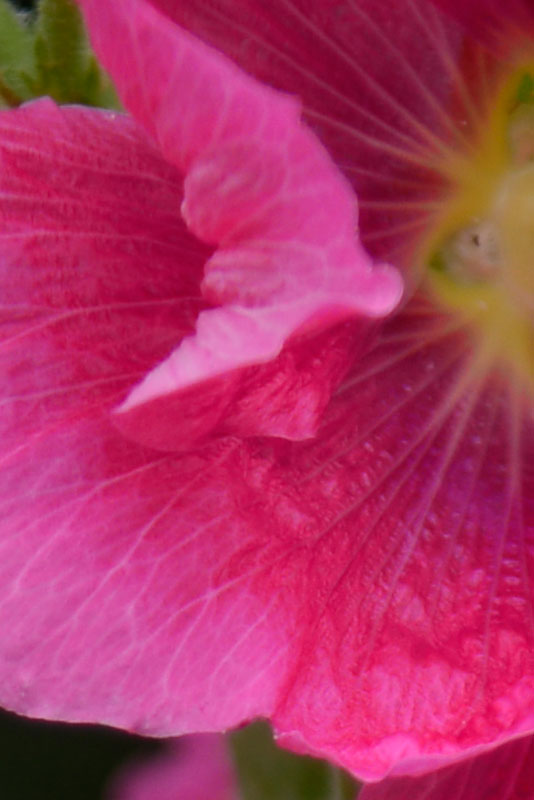 タチアオイ（ピクセル等倍）