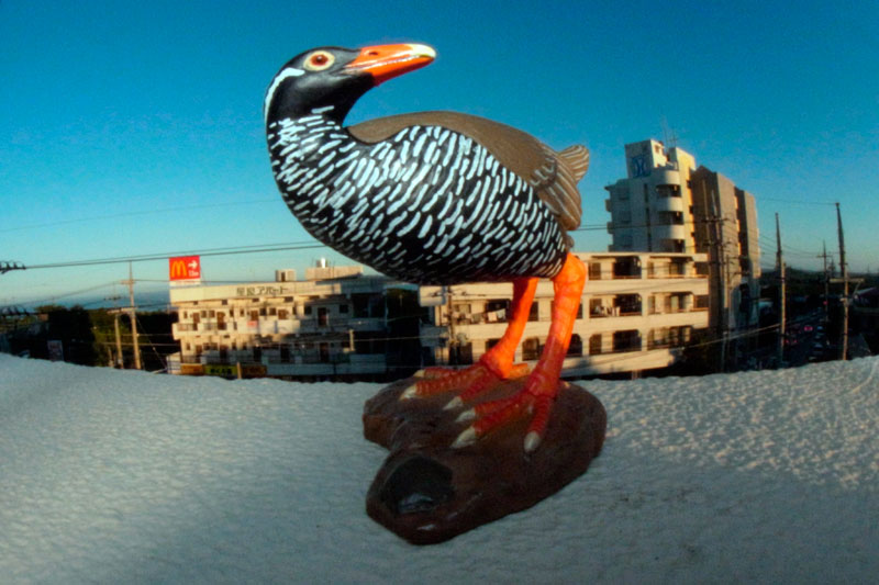 虫の眼レンズテスト