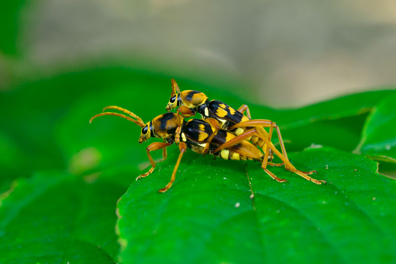 ヨツスジトラカミキリ