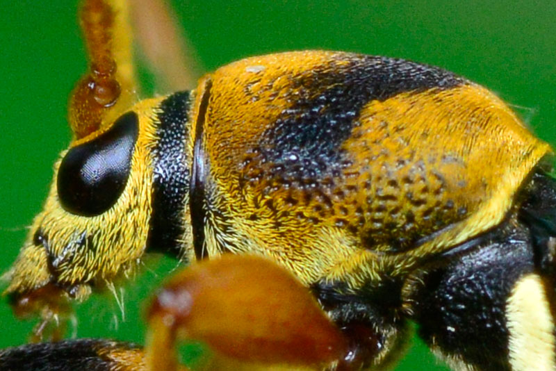 ヨツスジトラカミキリ（ピクセル等倍）