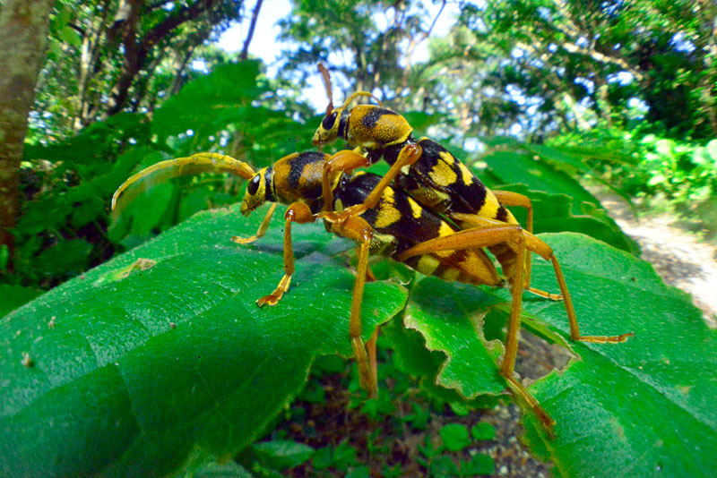 ヨツスジトラカミキリ