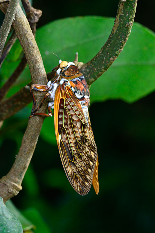 セミノハリセンボン？