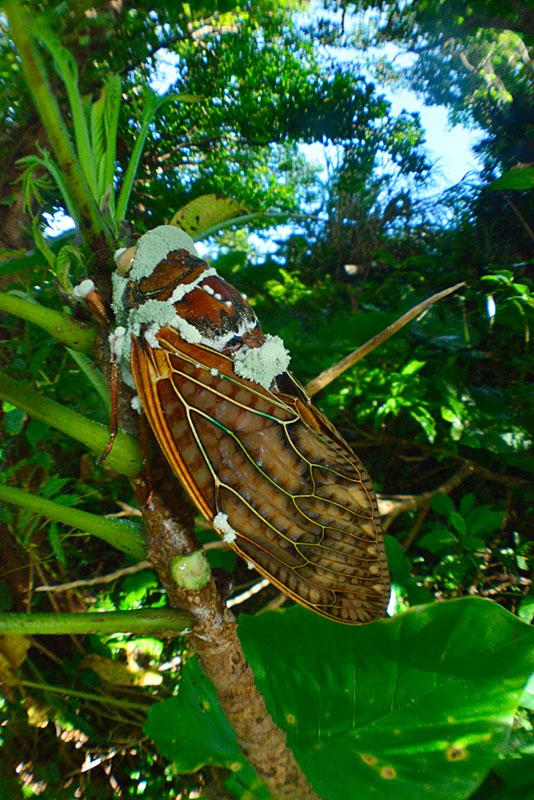 セミノハリセンボン？