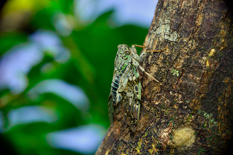 クロイワニイニイ