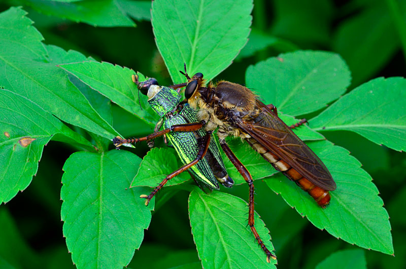 メスアカオオムシヒキ雌（アオムネスジタマムシを捕食）