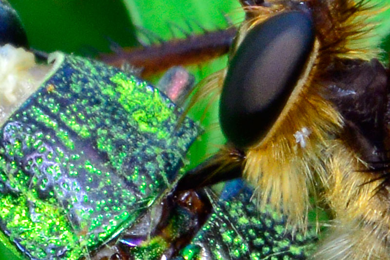 メスアカオオムシヒキ雌（ピクセル等倍）