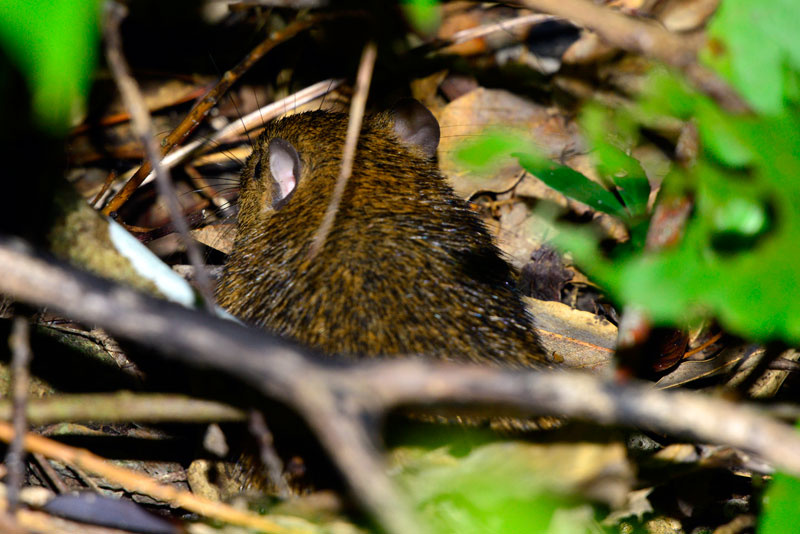 オキナワトゲネズミ