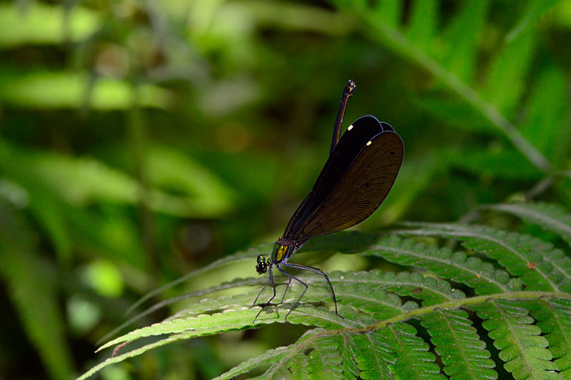 リュウキュウハグロトンボ雌