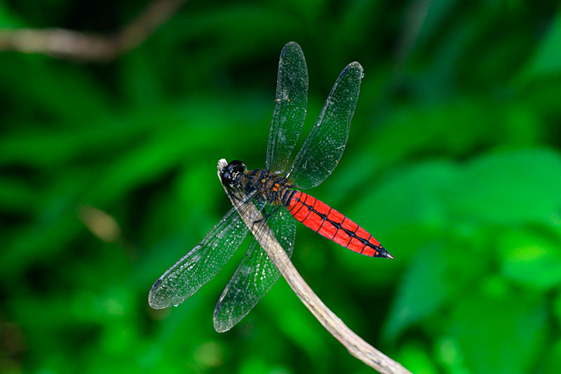 オオハラビロトンボ成熟雄