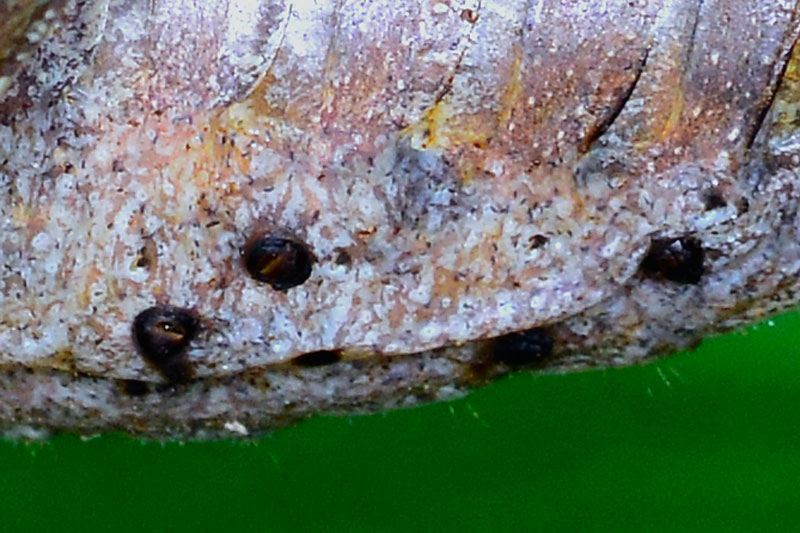 タイワンクツワムシ雌成虫（トリミング）