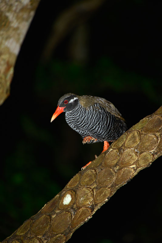 ヤンバルクイナ