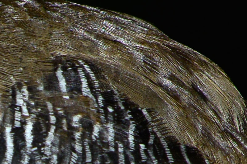 ヤンバルクイナ（ピクセル等倍）