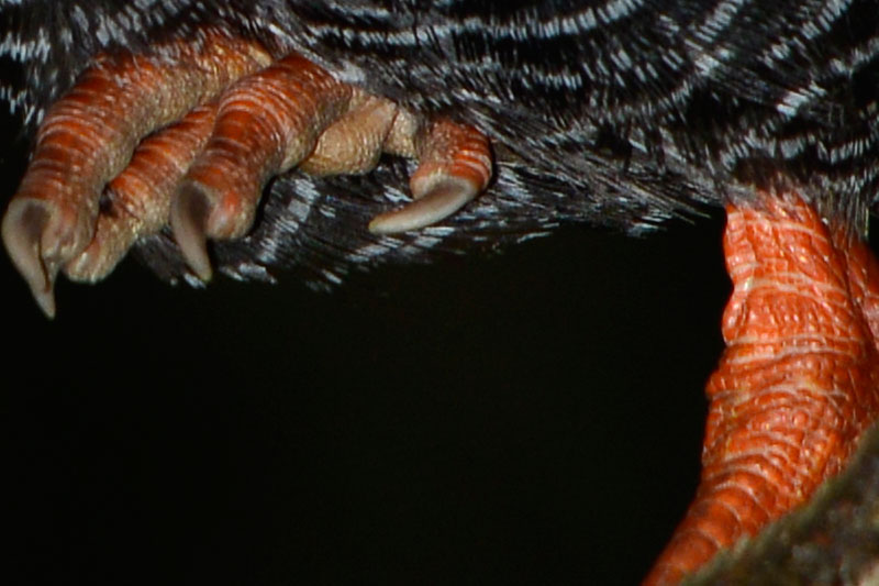 ヤンバルクイナ（ピクセル等倍）