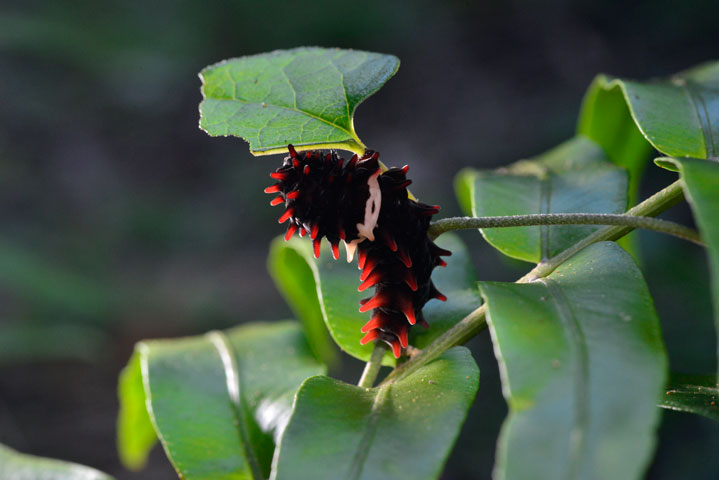 ジャコウアゲハ幼虫→ベニモンアゲハ幼虫