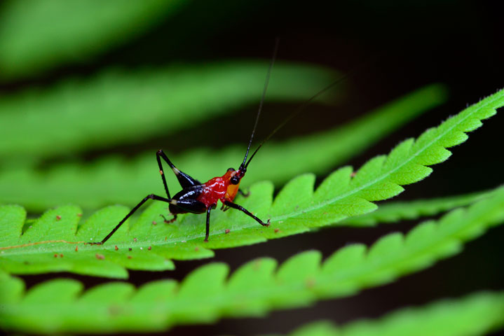 ササキリ若齢幼虫