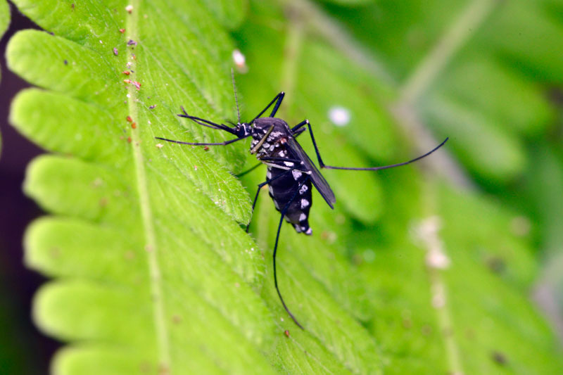 ヒトスジシマカ？