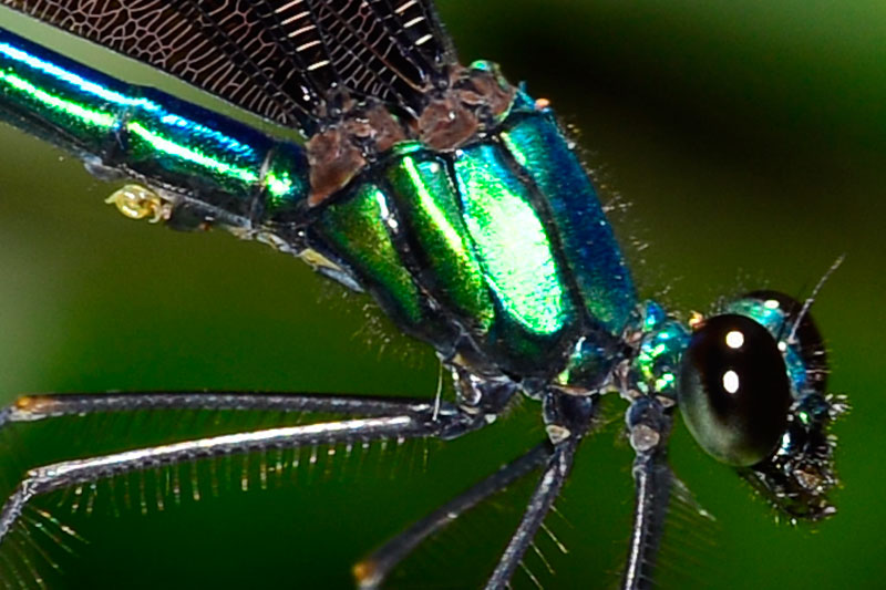 リュウキュウハグロトンボ雄（トリミング）