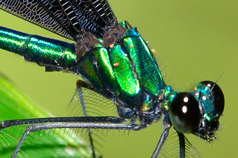 リュウキュウハグロトンボ雄（トリミング）