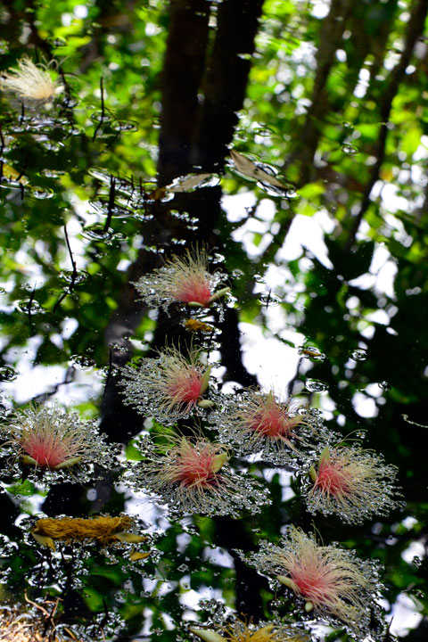 サガリバナ落花