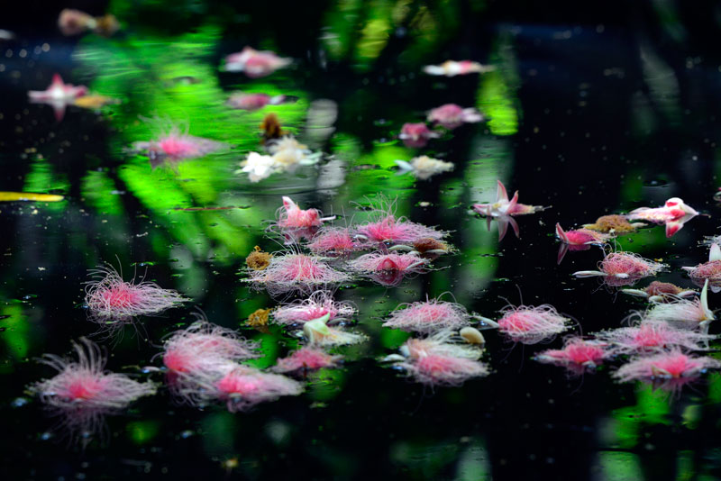 サガリバナ落花