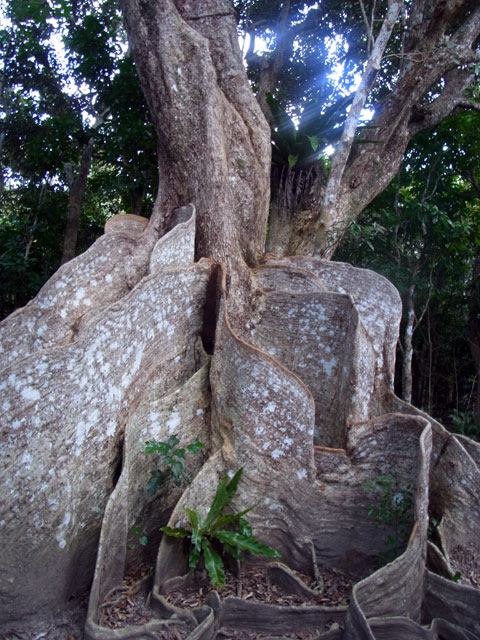サキシマスオウ最巨木