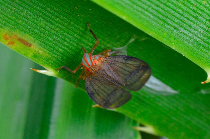 グンバイウンカの一種