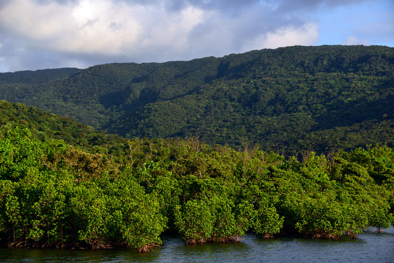 マングローブ林夕景