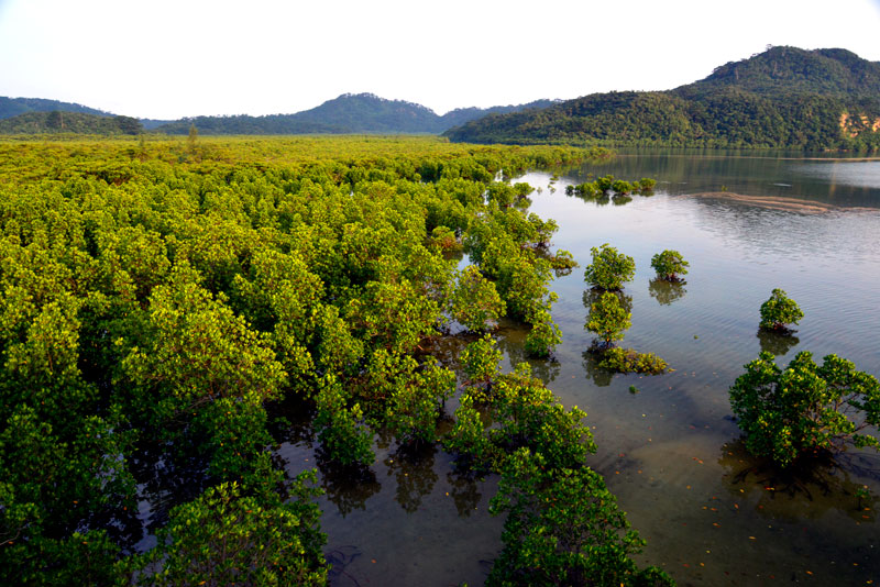 マングローブ林朝景