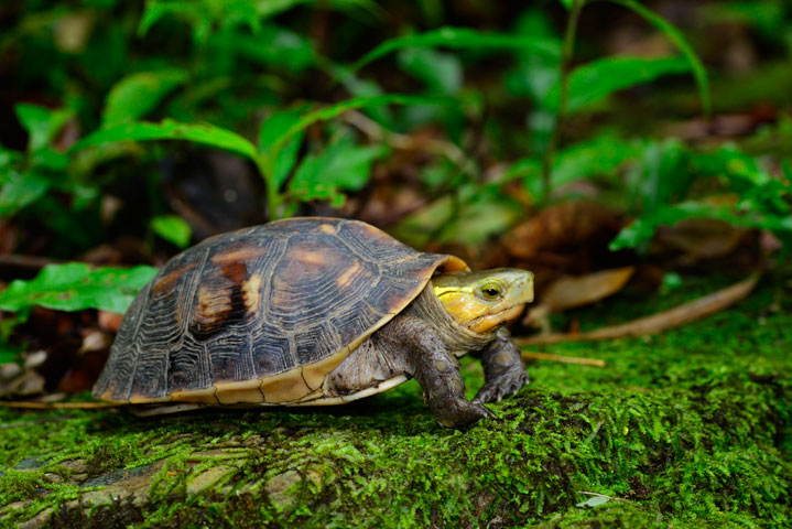 ヤエヤマセマルハコガメ