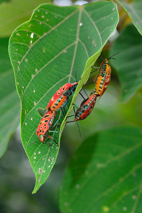 アカギカメムシ交尾ペア