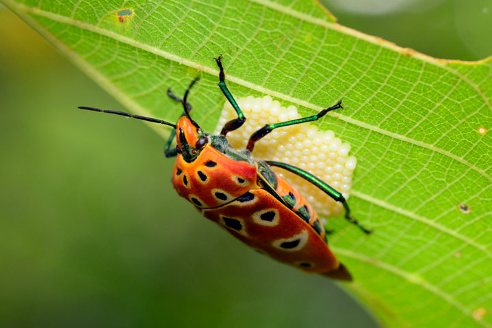 アカギカメムシ卵塊保護