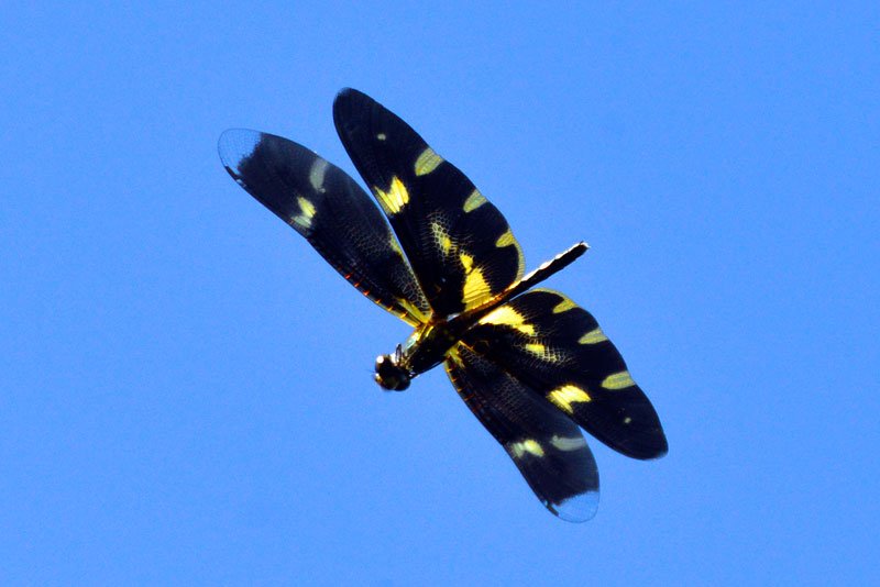 オキナワチョウトンボ（トリミング）