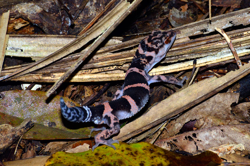 イヘヤトカゲモドキ