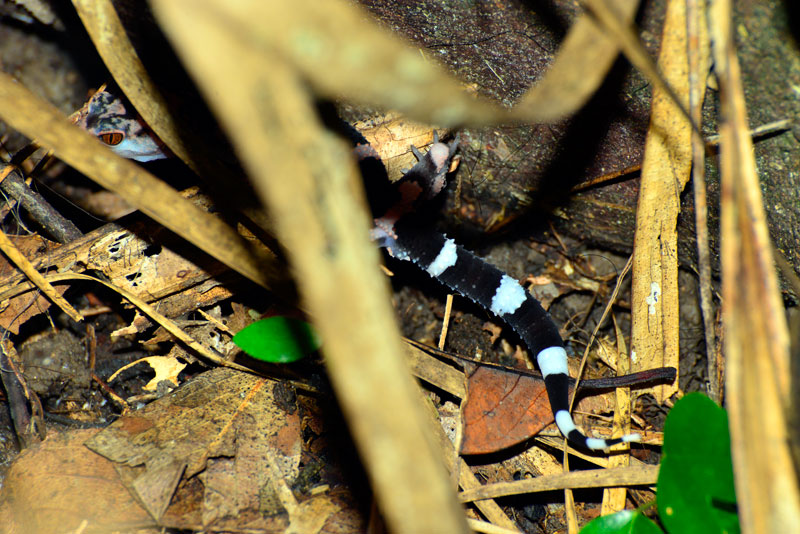 イヘヤトカゲモドキ