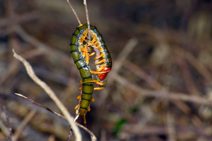 オオムカデの一種