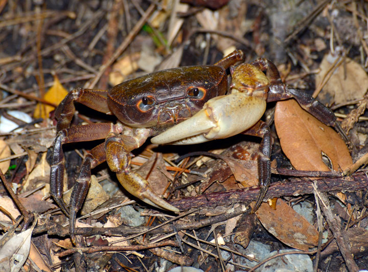 イヘヤオオサワガニ