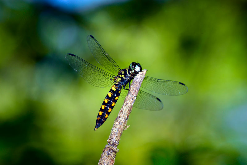 オオハラビロトンボ雄