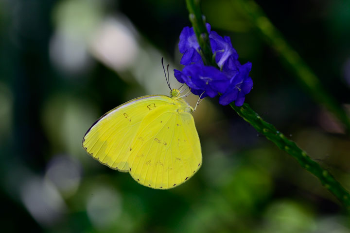 タイワンキチョウ