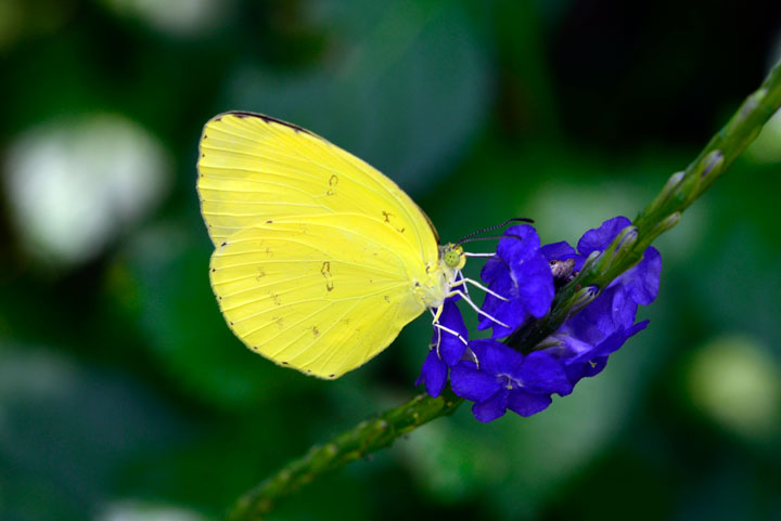タイワンキチョウ