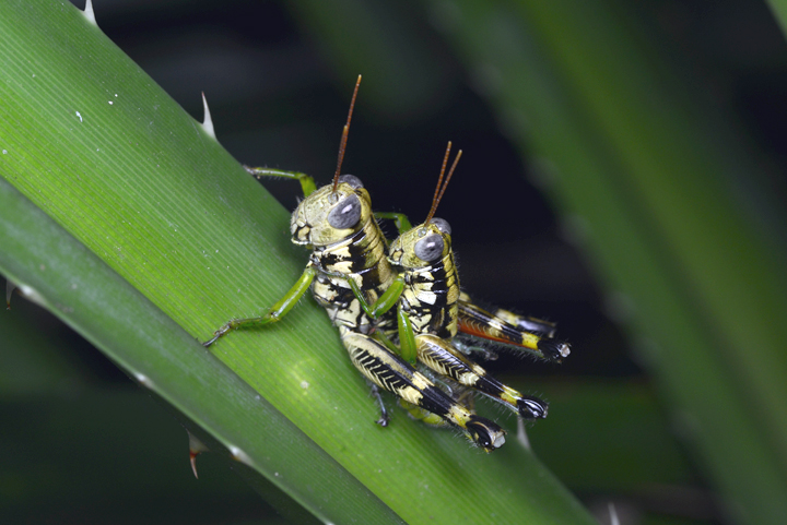 フキバッタの一種？