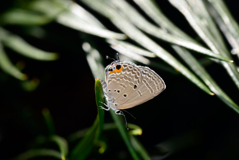 クロマダラソテツシジミ