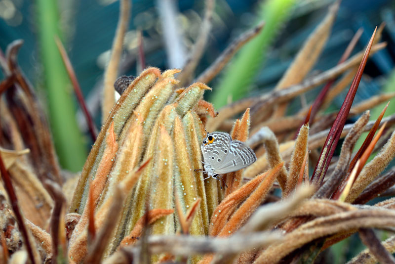 クロマダラソテツシジミ